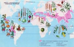 карта мира с обозначением центорв происхождения культурных растений