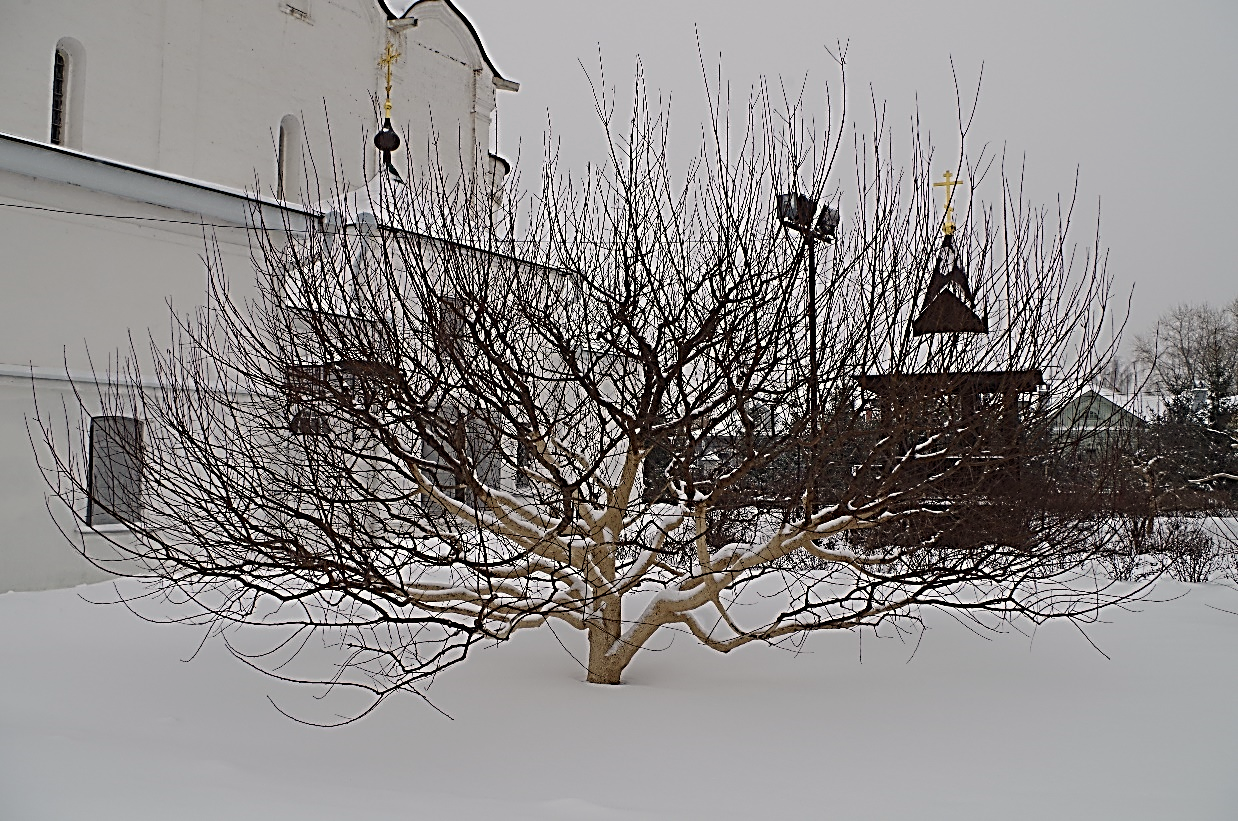  Рождественский календарь 20180103. г. Владимир. фото Княгинин монастырь, зима, дерево
