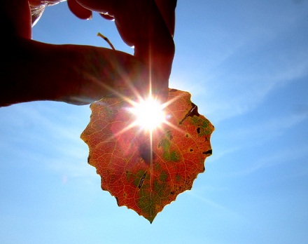 Фото к завершающему стихотворению. Солнце просвечивающее сквозь листок.