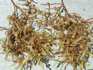 Водоросли из рода Sargassum