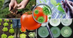 Защита овощных культур от вредителей