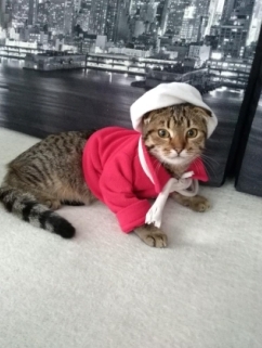 Кошка-Кассандра