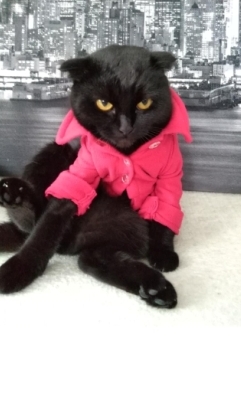 Кошка-Эсмеральда