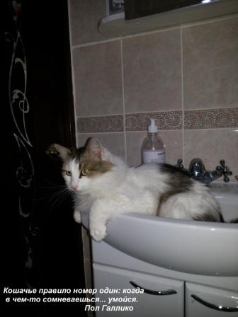 Кот Басик в ванной