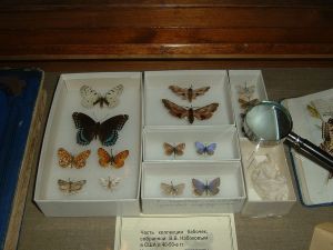 Бабочки из коллекции В. В. Набокова