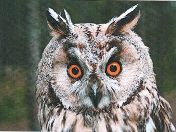 Вы, мои пернатые! Фото ушастой савы.