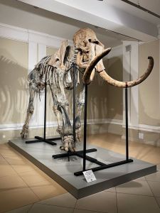 кости мамонта в музее