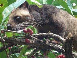 Зверек Циветта