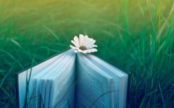 Открытая книга с ромашкой