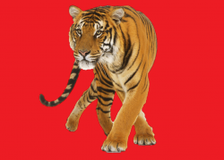 амурский тигр на красном фоне