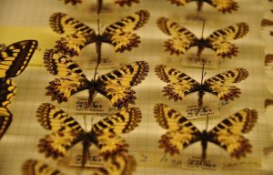 Фотография коллекции бабочек, собранных В. В. Набоковым в окрестностях Женевского озера.