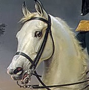 Картинка головы лошади