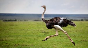 страус бежит