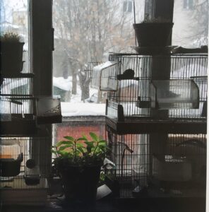 Птицы в мастерской Валерия Кокурина