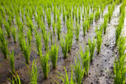 всходы риса в поле