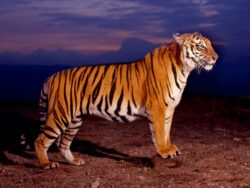тигр на фоне ночного неба