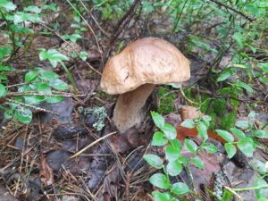 Викторина «Тихая охота: удивительныый мир грибов»