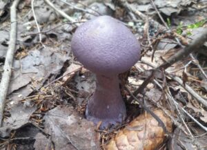 Незнакомые грибы