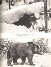 Бурый медведь и его берлога