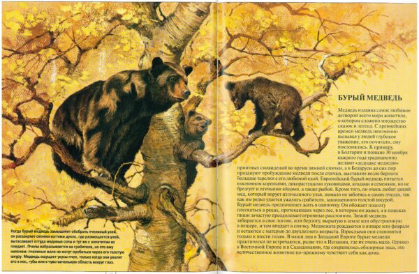Бурый медведь иллюстрация 5
