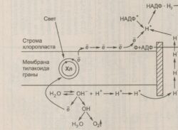 Хлорофиллы