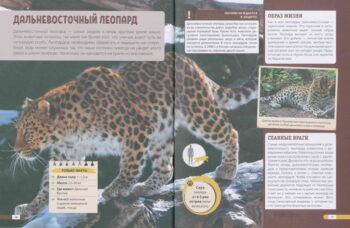 Красная книга России. Дальневосточный леопард
