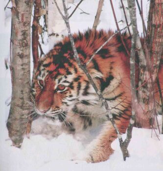 Устроительница тигров. Иллюстрация