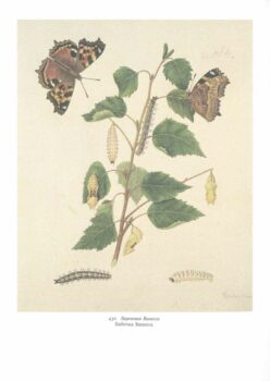 Бабочка. Иллюстрация 7