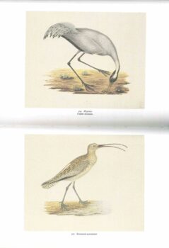 Разворот книги 6