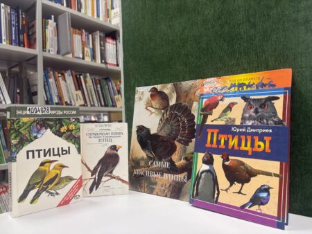 Покормите птиц зимой