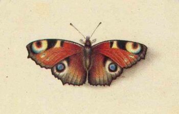 Фрагмент обложки книги