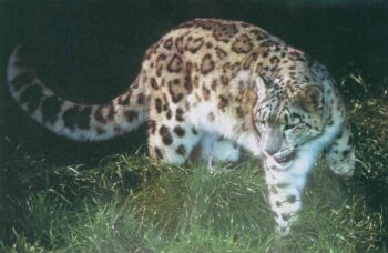 Друг, журнал. Иллюстрация 3