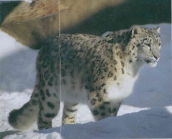 Друг, журнал. Иллюстрация 1