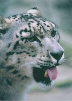 Друг, журнал. Иллюстрация 2