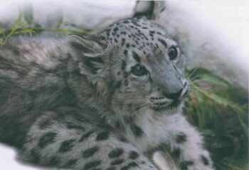 Красная книга России. Иллюстрация 3