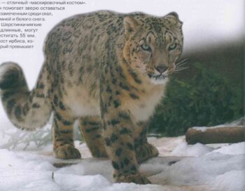 Красная книга России. Иллюстрация 2