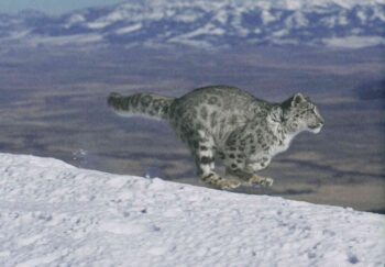 Чудеса и приключения, журнал. Фото