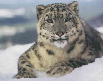 Экология и жизнь, журнал. Фото 1